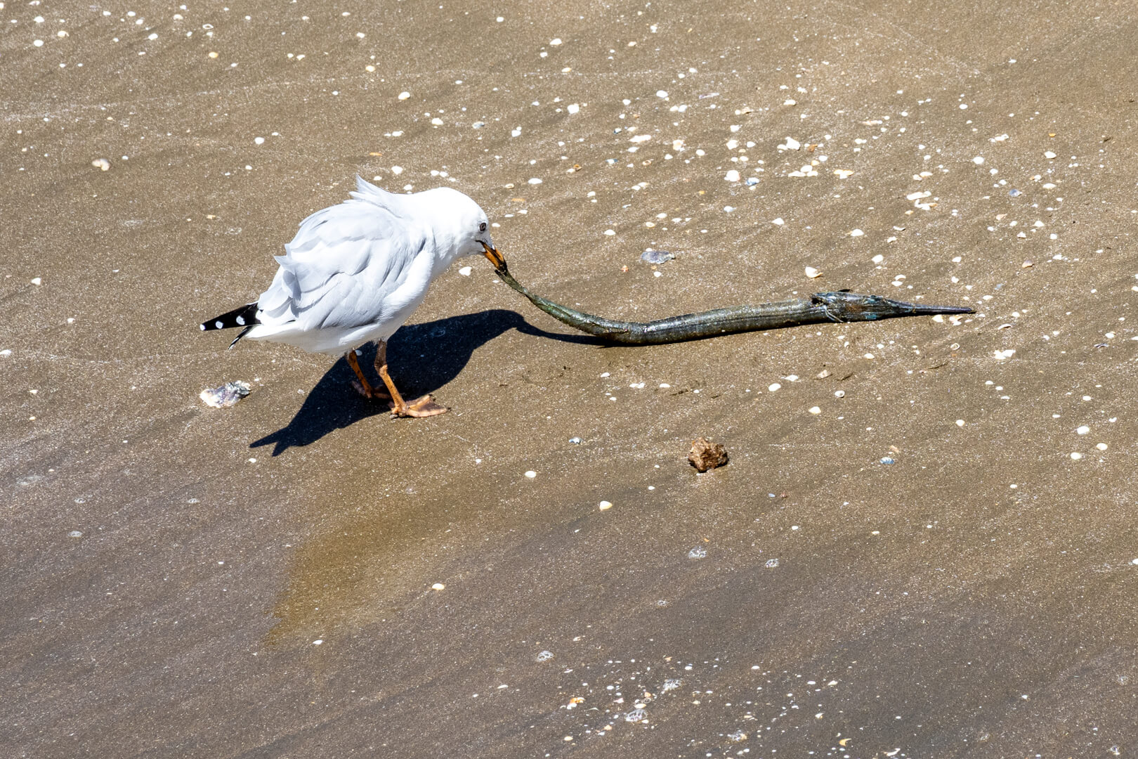 Merit For Print Great Catch By Margareta Dewilde