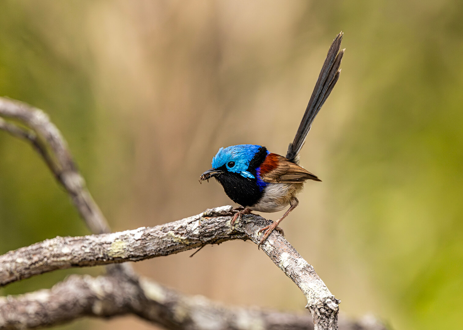Merit For Print Snack Time By Joyann Singleton