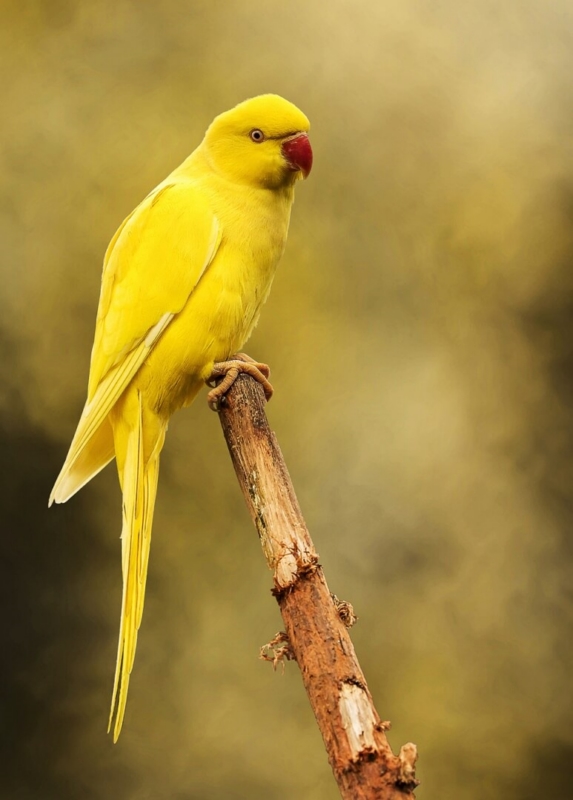 Honour For C029 Red Beak African Pinstajpeg By Bob Garnett