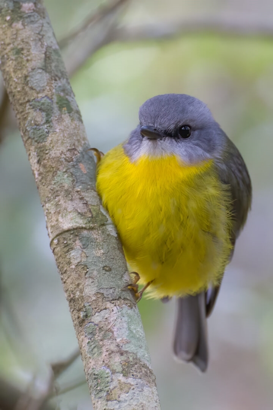 Honour For Eastern Yellow Robin By Chris Ross