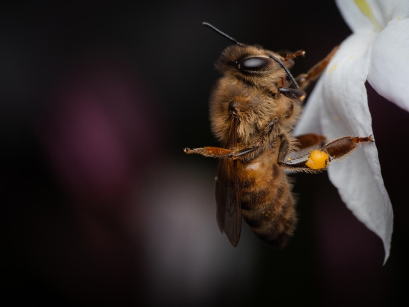 Merit For Bee On Time By Gary Silk