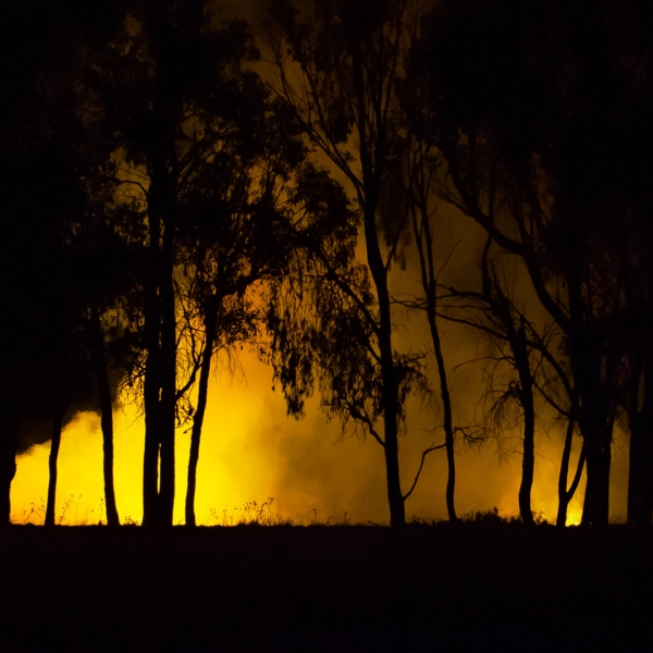 Merit For Bushfire Light By Sue Gordon