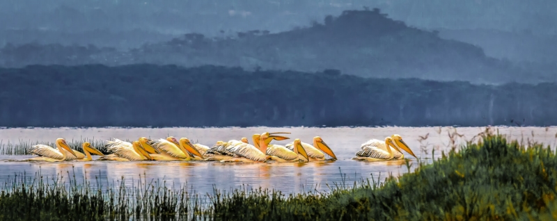 Merit For Pelicans Of Lake Naivasha By Lekha Suraweera