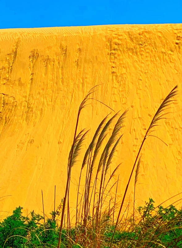 Merit For Sand Dunes By Denise McMillan