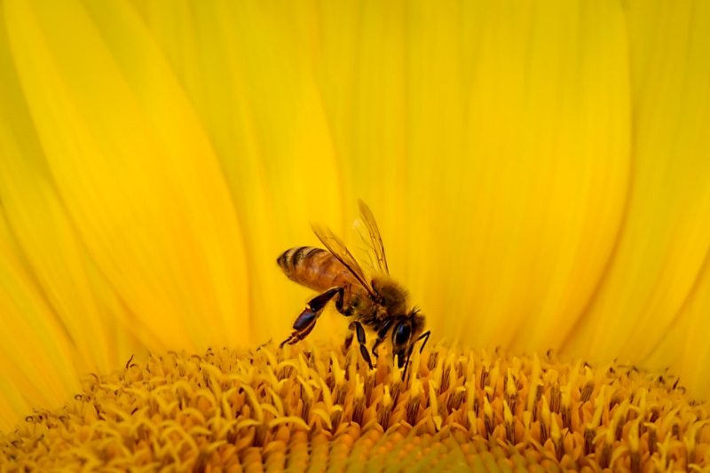 Merit For Sunflower By Ian Sweetman