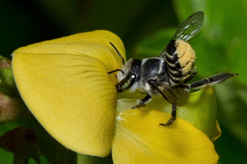 Honour For Digital 43 LEAF CUTTER BEE By Eligia Sword