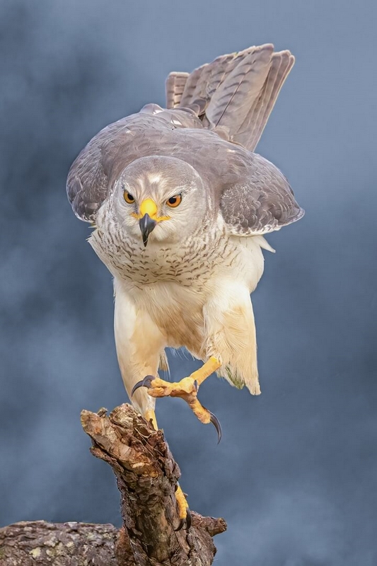 Honour For Print Grey Goshawk By Kerri Anne Cook