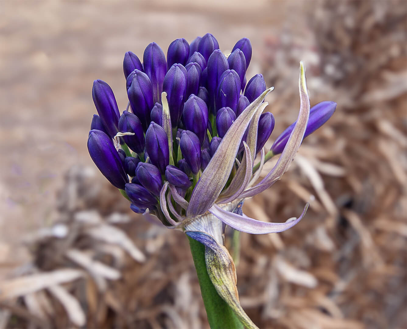 Honour For Print Purple Haze By Wendy Buick