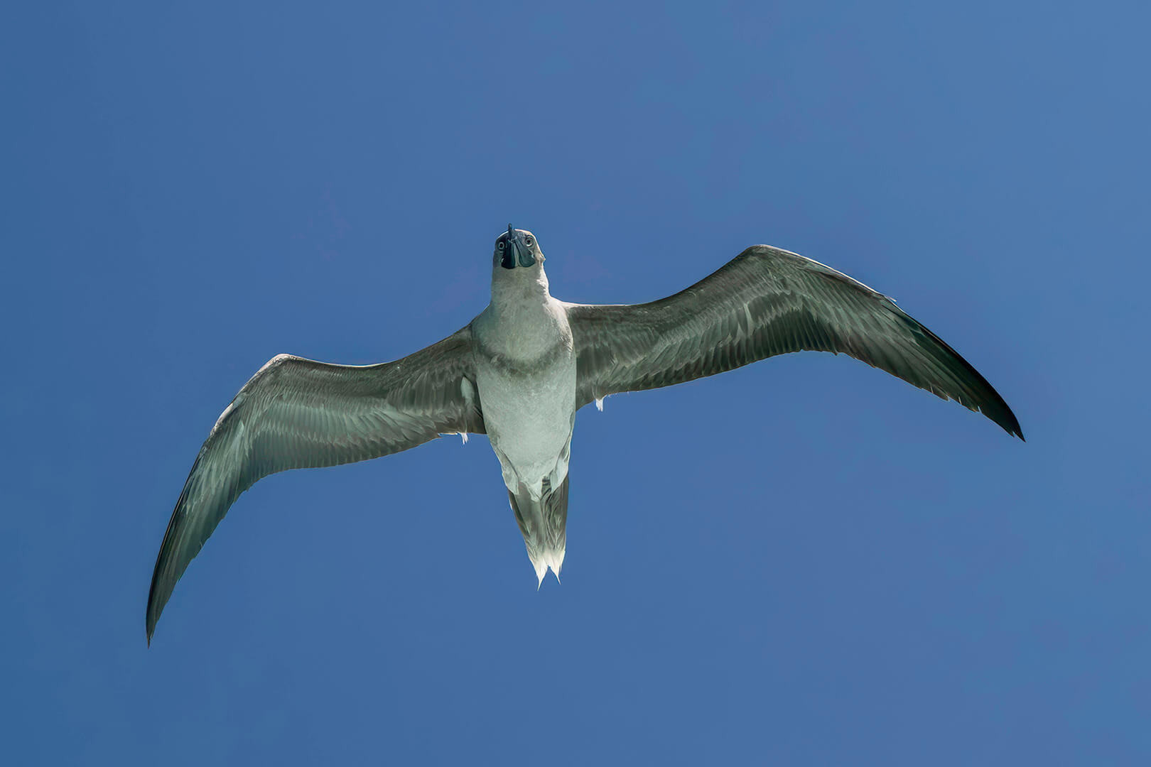 Merit For Digital Asmore Reef Booby By Bhaskar Desha