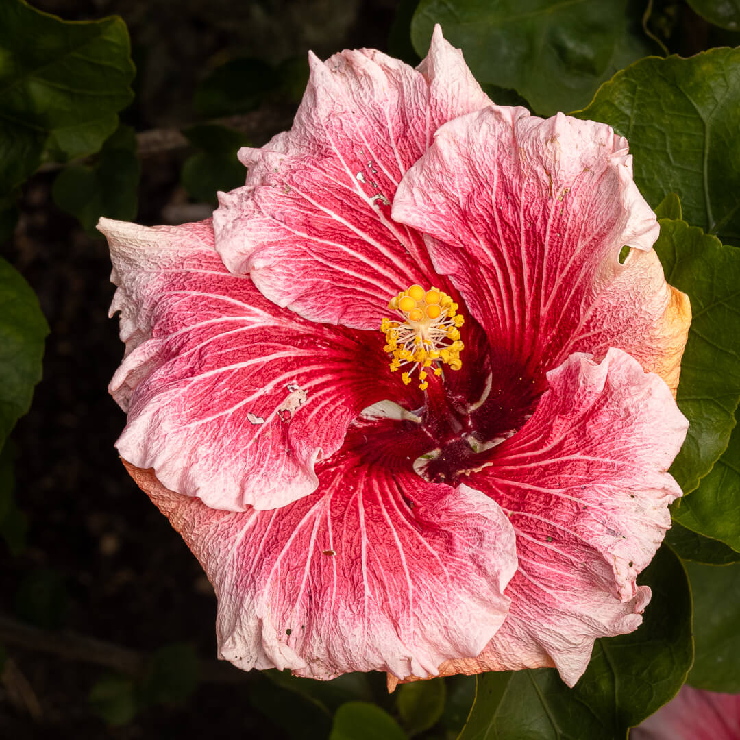 Merit For Digital Bee Magnet By Hector Beveridge