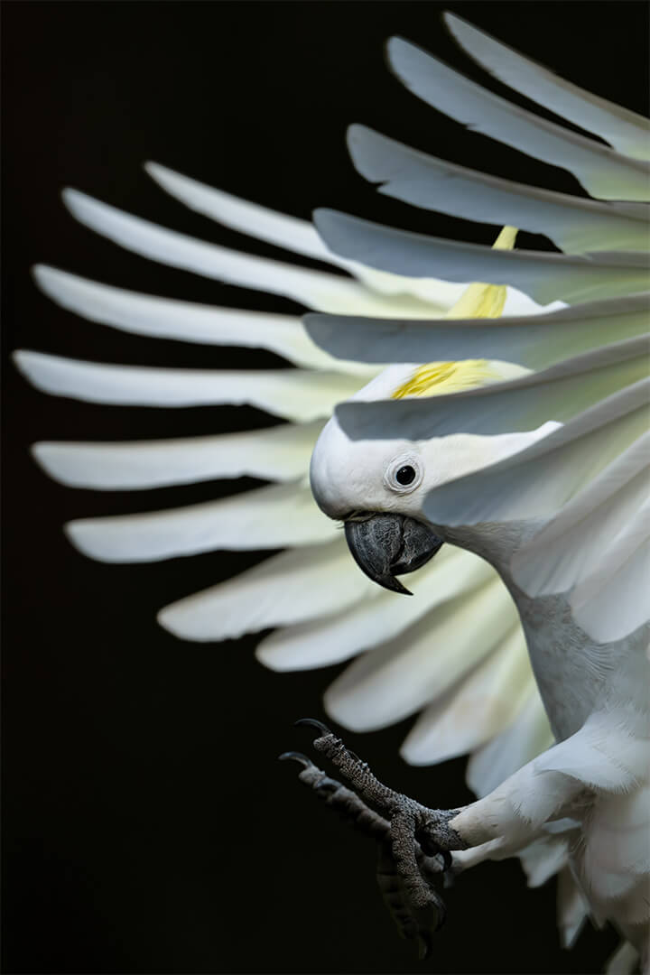 Merit For Digital Landing Cockatoo By Jefferey Mott