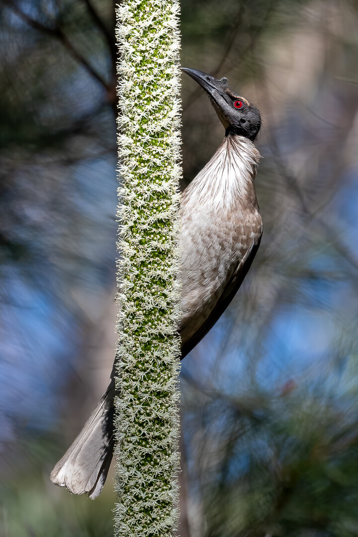 Merit For Digital Nectar Feast By Susan Chisholm