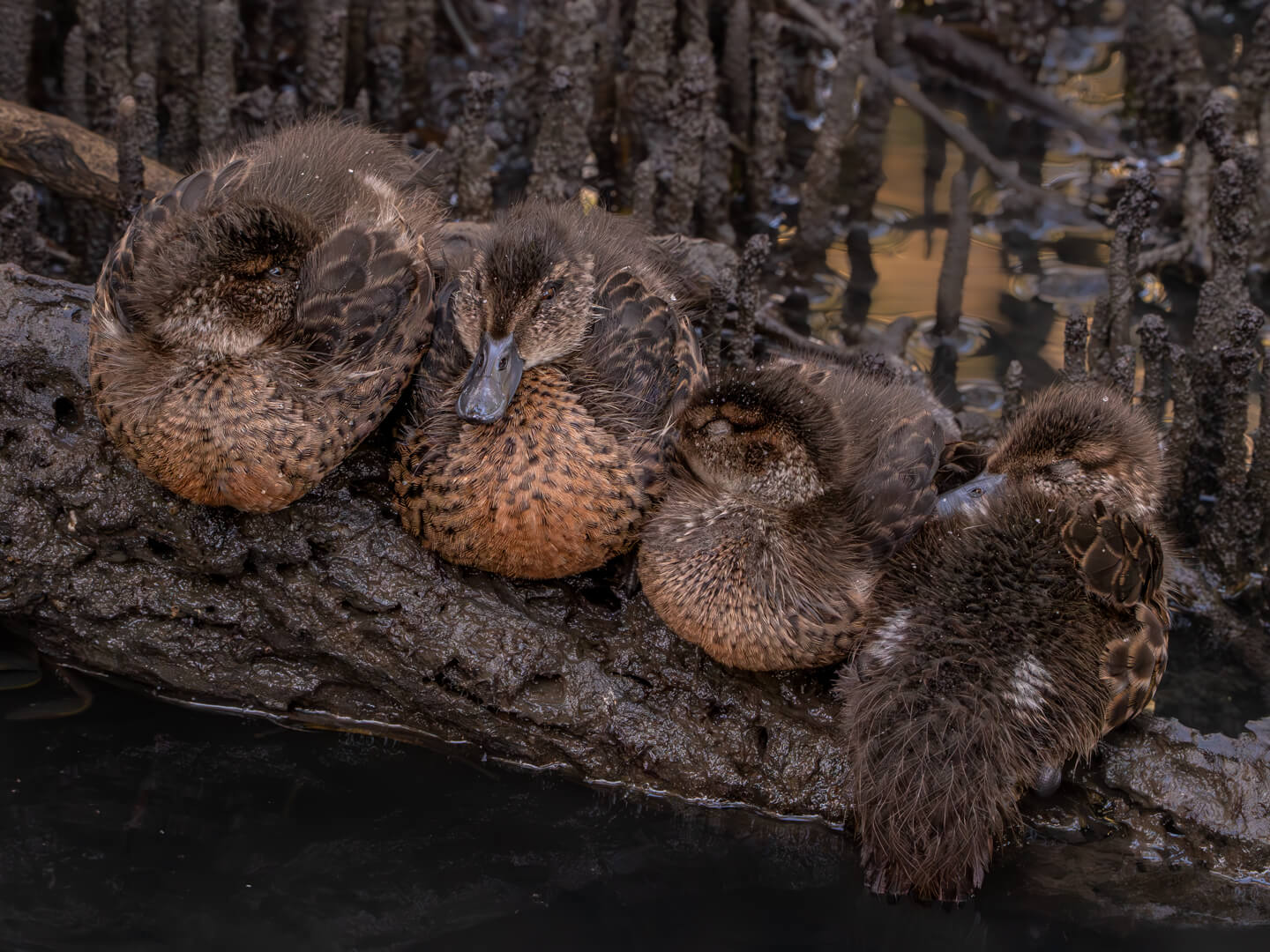Merit For Digital Snoozing In Camouflage By Rose Parr