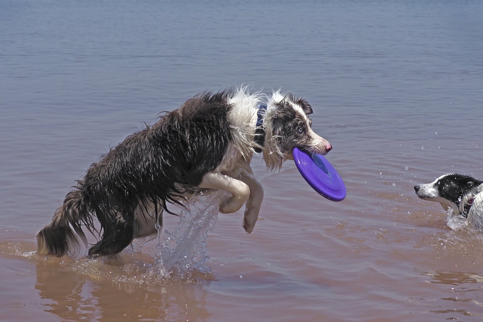 Merit For Print A65 This Is My Frisbee By Joyce Metassa