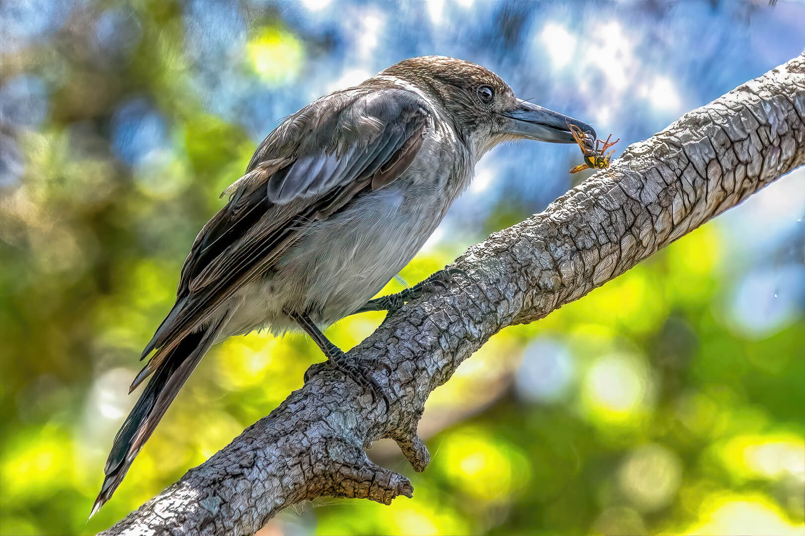 Merit For Print Just Caught My Morning Breakfast By Swarna Wijesekera
