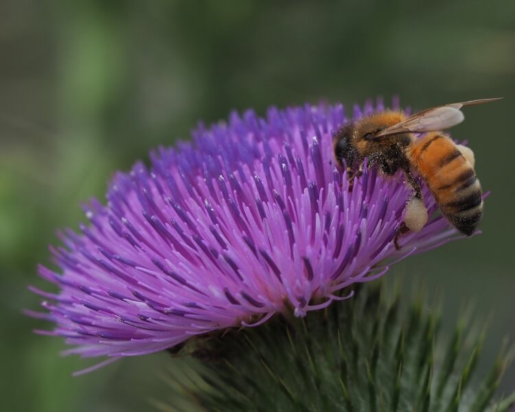 Honour For Bee Collecting Pollen By Amanada Williams