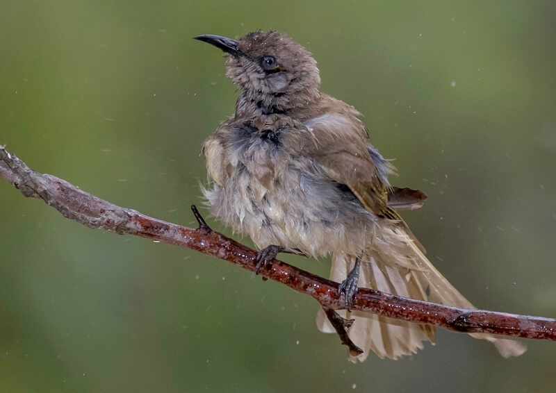 Honour For Drying Off By Sandra Anderson