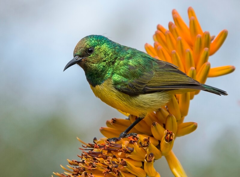 Merit For Male Collared Sunbird By Lesley Clark
