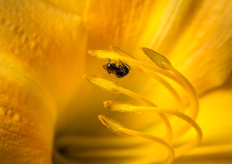 Merit For Native Bee At Work By Gary Silk