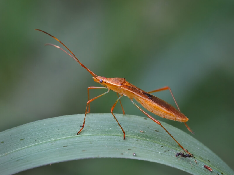 Merit For Paddy Bug And Ant By Ann Smallegange