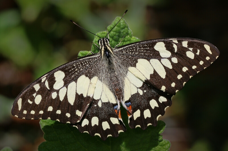 Merit For Chequered Swallowtail Basking By Ann Smallegange