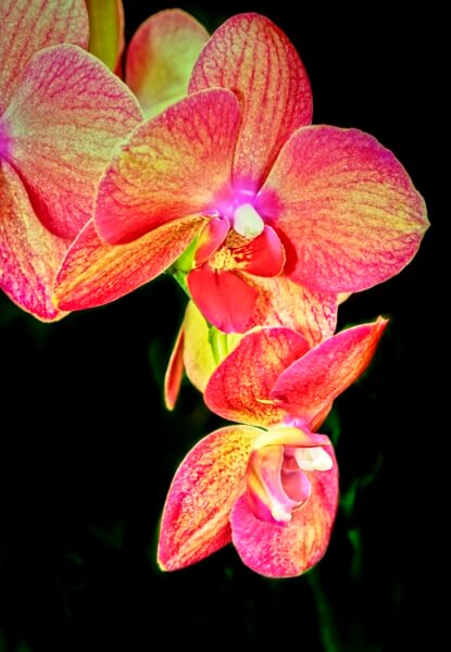 Merit For Moth Orchid By Margaret Yeo