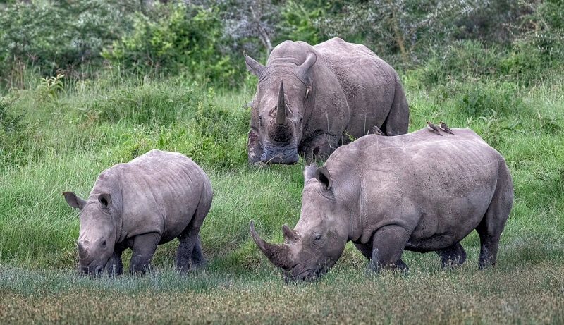 Merit For White Rhino Family By Sandra Anderson