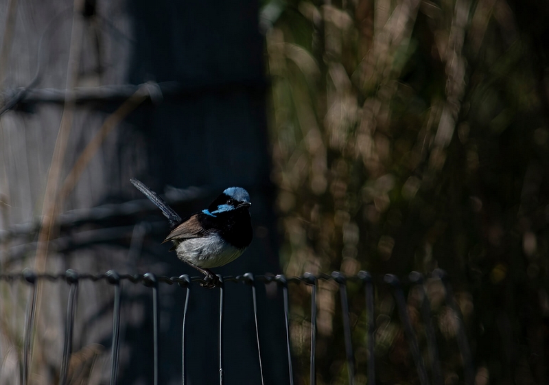 Honour For Digital A Bird On A Wire By Michael Mitchell