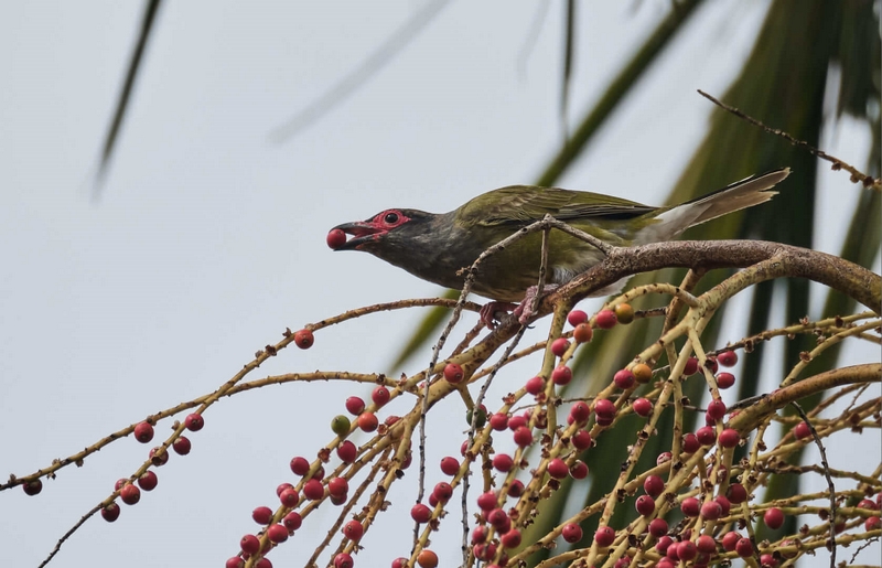 Honour For Digital Fig Bird In The Bangalow By Russell Dickson