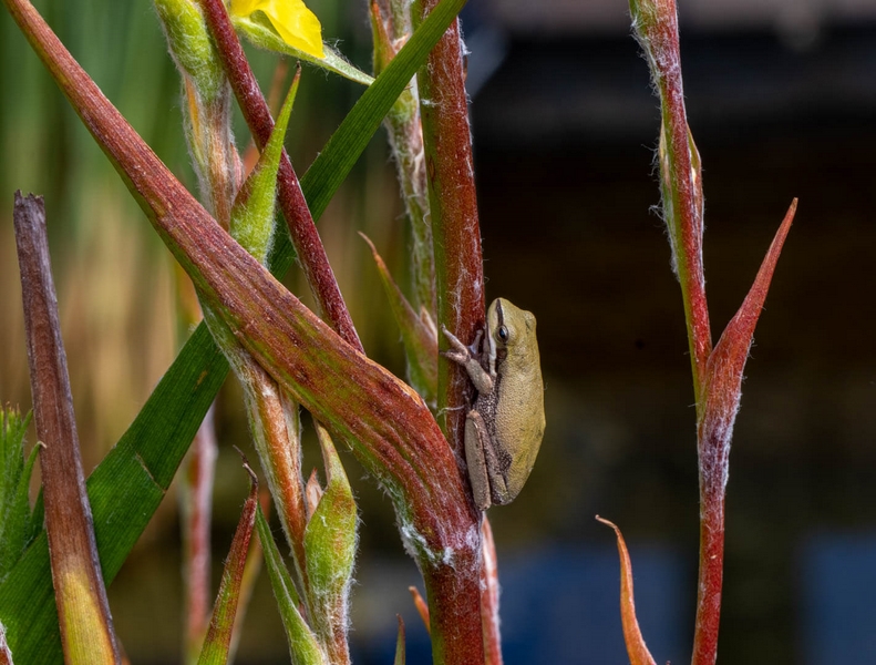 Honour For Digital Frog Hiding In The Bushes By Lee Dixon