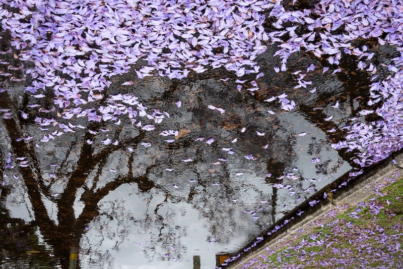 Honour For Digital Jacaranda Reflections By Hazel Sempf