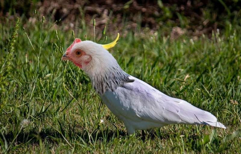 Honour For Digital Sulfa Crested Chookatoo By Michael Mitchell