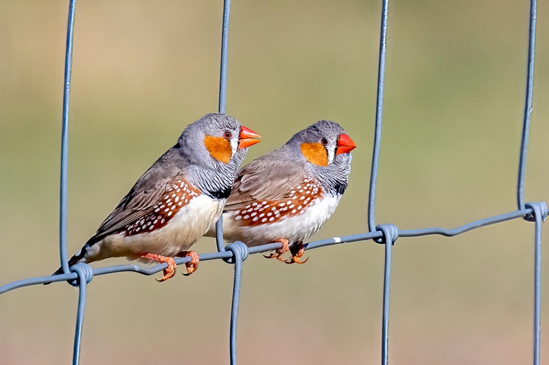 Honour For Print Zebra Finches By Lekha Suraweera