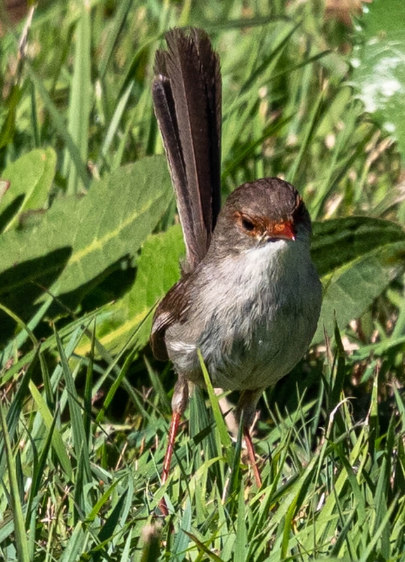 Merit For Digital 252 Jenny Wren PA161034 By Christine Jull