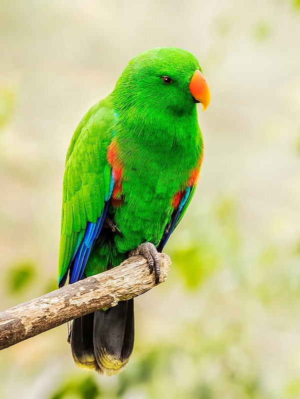 Merit For Digital A029 Eclectus Parrotjpeg By Bob Garnett