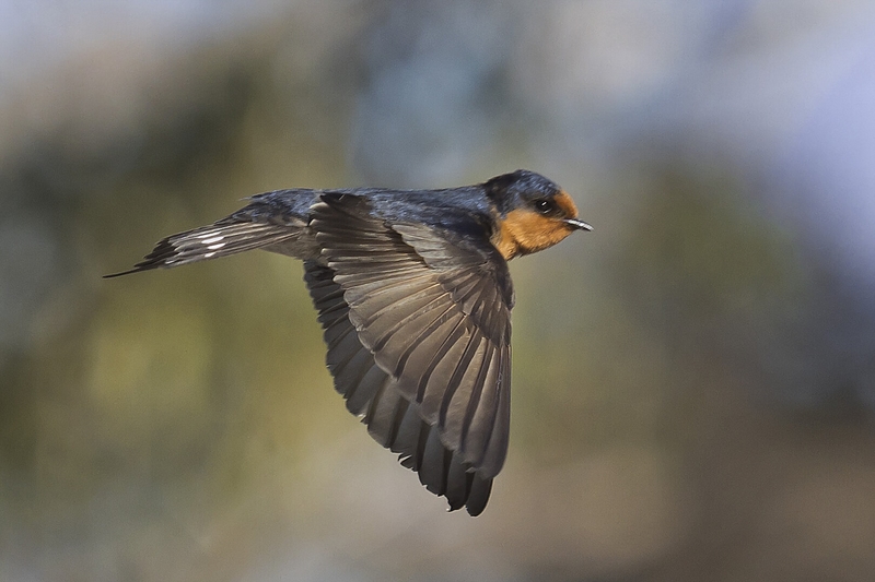 Merit For Digital Wind Beneath My Wings By Liann Haaima