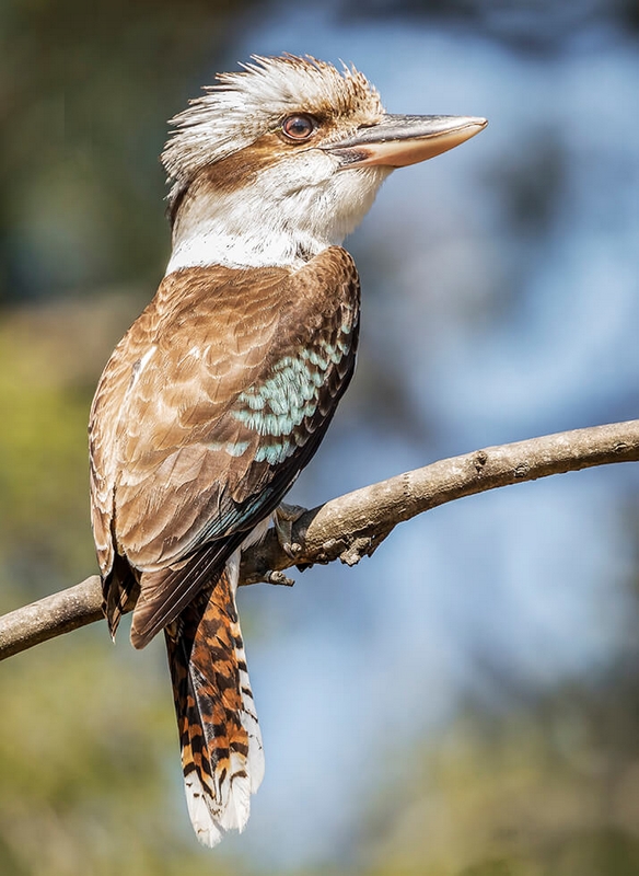 Merit For Print A029 Qld Kookaburrajpg By Bob Garnett