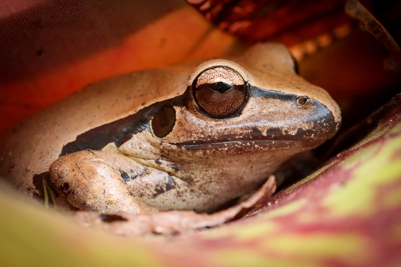 Merit For Print A45 Striped March Frog By Heidi Wallis