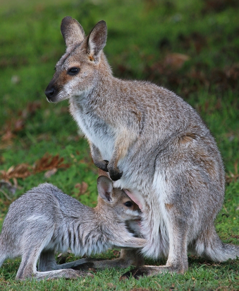 Honour For Back To The Pouch By Ann Smallegange