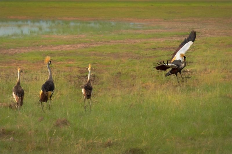 Honour For Flying Instructor By Sam Fernando