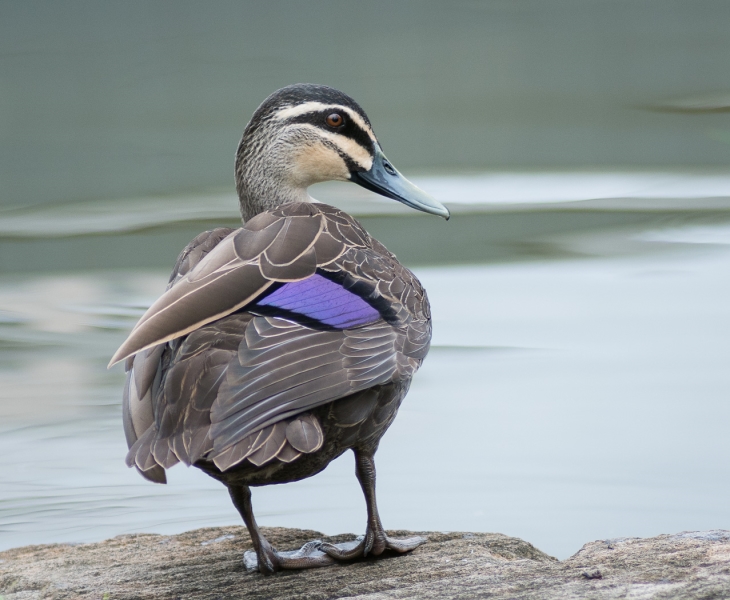 Honour For Keeping Watch By Susan Chisholm