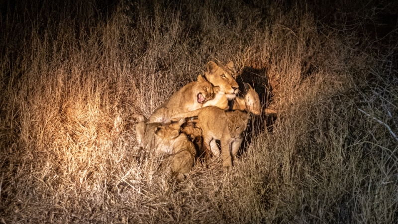 Merit For Family Pride By Andrew Macrow