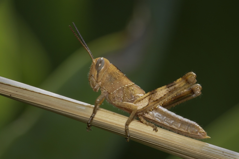 Merit For Grass Hopper By Liann Haaima