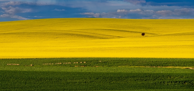 Merit For A23 Colours Of Our Country By Julie Geldard