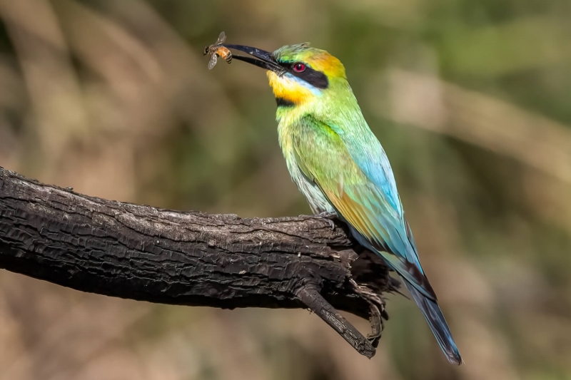 Merit For Breakfast Time By Swarna Wijesekera