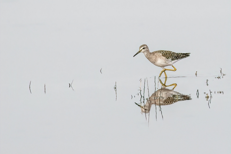 Merit For The Migrant Bird By Lekha Suraweera