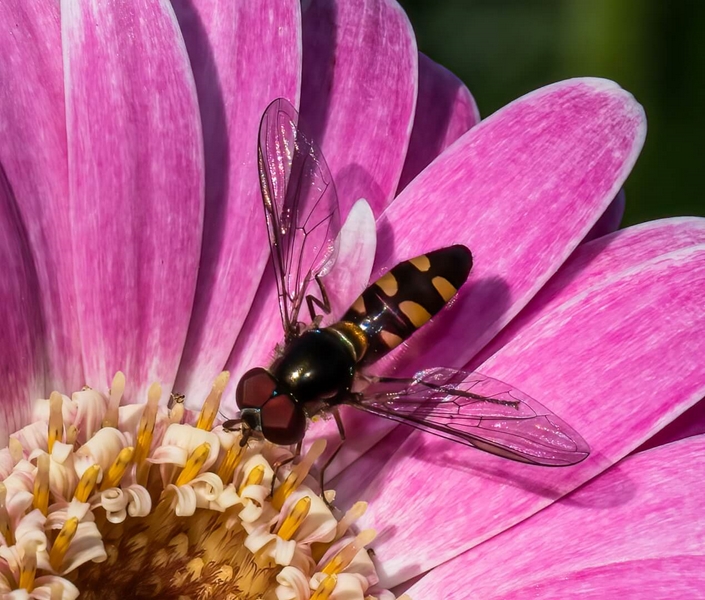 Honour For Print Hoverfly By Margareta Dewilde