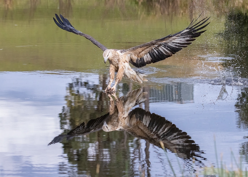 Honour For Print WINGS OUT WANDA By Kerri Anne Cook