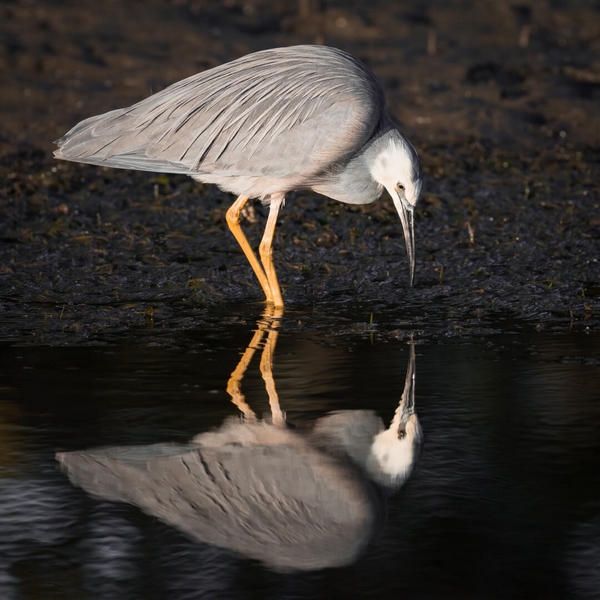 Merit For Digital Mirror Mirror By Bruce McDonald