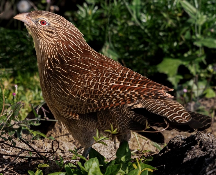 Merit For Digital Pheasant Coucal By Christine Jull